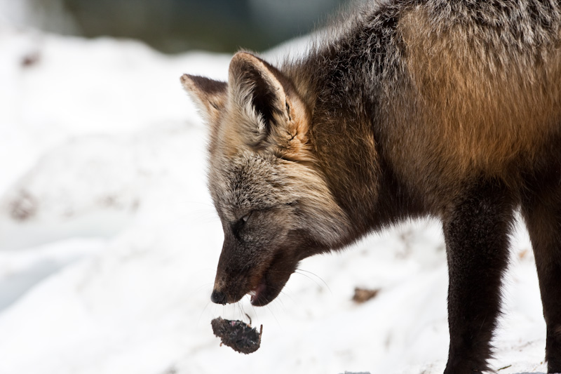 Red Fox Eating Rodent